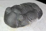 Paralejurus Trilobite Fossil - Cute Little Guy #68667-3